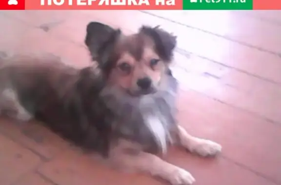 Пропала собака Малыш в Староминской станице, Краснодарский край