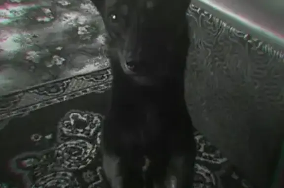 Пропала собака в Петровске-Забайкальском