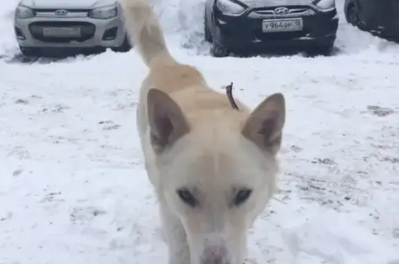 Собака найдена в Металлурге, Ижевск, Удмуртская Республика.