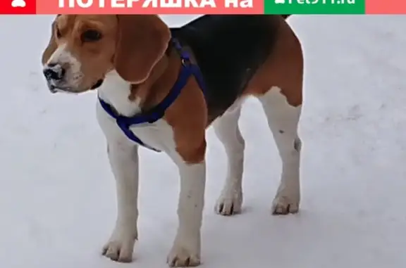 Пропала собака в Московской области, село Молоково