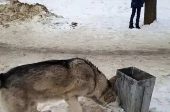 Пропала собака на Растопчина во Владимире