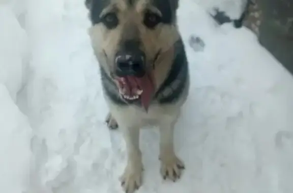 Пропала собака возле 3 школы в Тольятти
