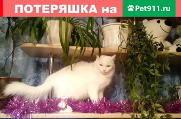 Пропала кошка на Комсомольской 34с2