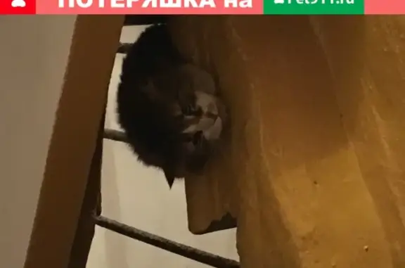 Найдена напуганная кошка в СПб, Нейшлотский пер.