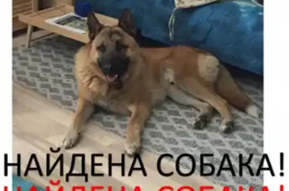 Найдена рыжая собака в селе Немчиновка, 2-я Запрудная ул.