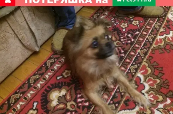 Найдена собака с розовым ошейником в Саратове