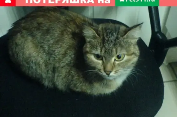 Найдена кошка на ул. Коммунистической, Стерлитамак