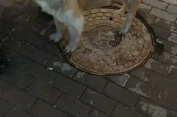 Найден пес возле Носовихинского шоссе 25-27