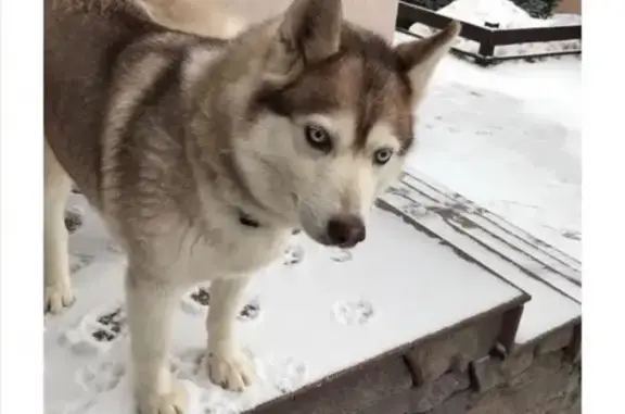 Пропала собака Хаски в Саратове, зовут Нора
