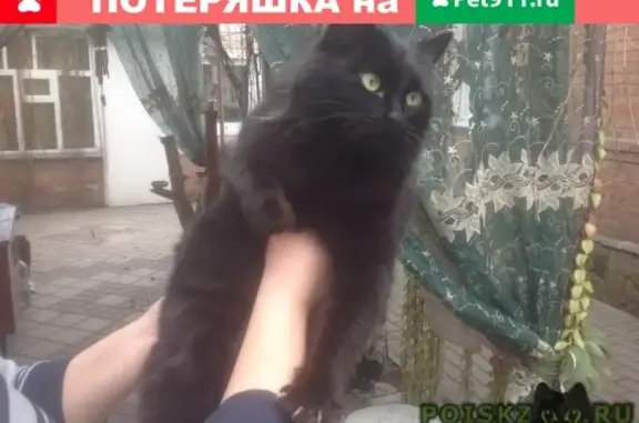 Найдена чёрная ласковая кошка в Таганроге
