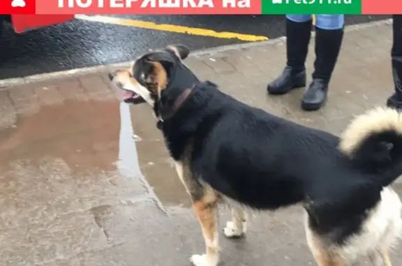 Найдена собака на остановке Урицкого (Космос)