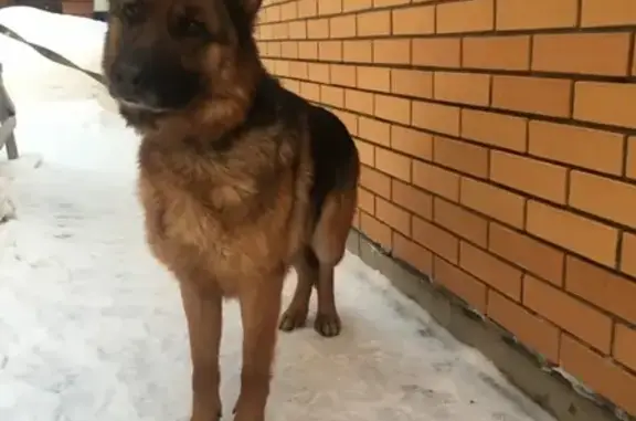 Найдена собака в Бердске, ищем хозяина