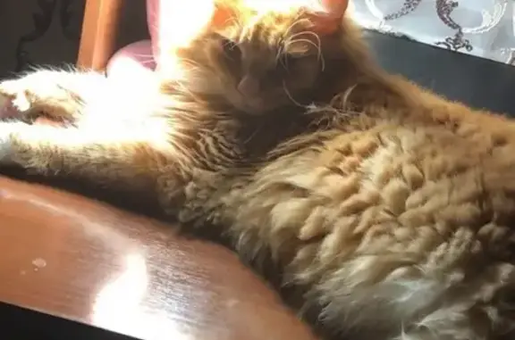 Потерянные животные Ижевск, фото: Пропала кошка на ул. Новостроительная 25