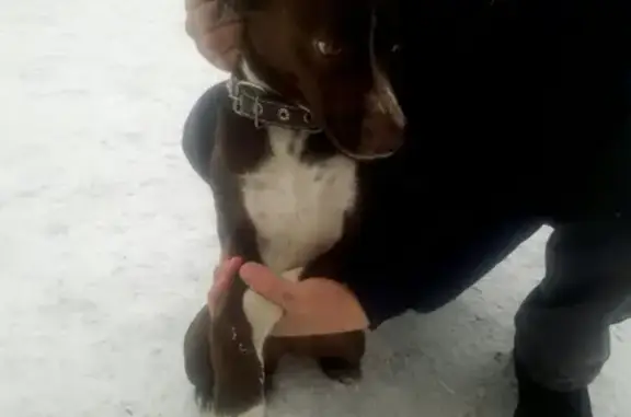 Собака найдена возле остановки Площадь Ленина и Железнодорожная, Орск