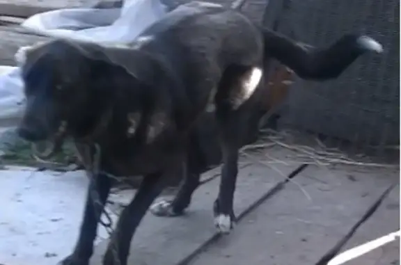 Пропала собака в поселке Славный, Тверская область