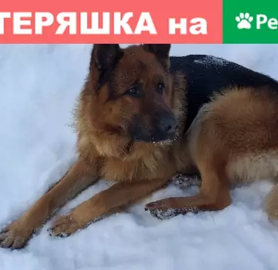 Найдена собака в Сургуте, ищем хозяина!