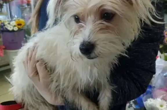 Найдена собака на ТЦ Галактика в Смоленске