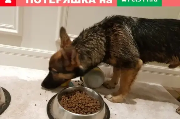 Найдена собака в жк Союз, Иркутск