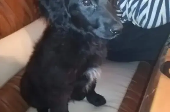 Найден щенок русского спаниеля на КСК в 3 микрорайоне Читы