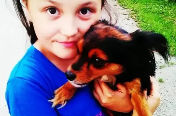 Пропала собака в поселке Култук, Иркутская область