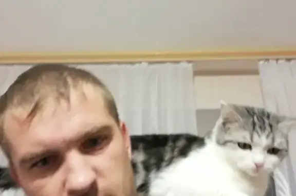 Потерянные животные Ярославль, фото: Пропала кошка на улице Кирова 41 в Ярославле