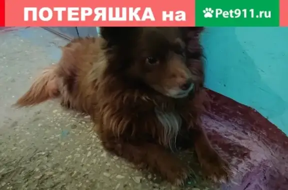 Найден пёс на ул. Ковалихинская в Нижнем Новгороде