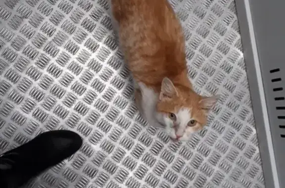 Пропал кот в Рыбинске, нужна помощь!