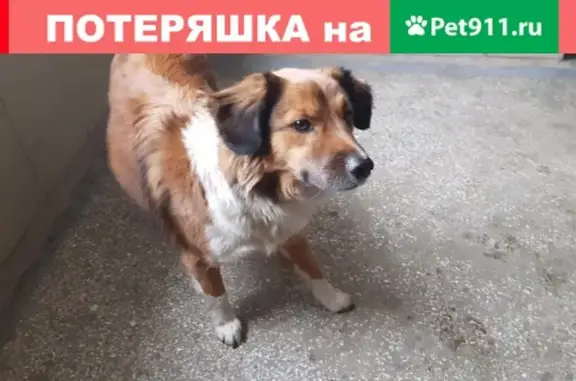 Найдена собака, ищем старых хозяев (Красноярск)