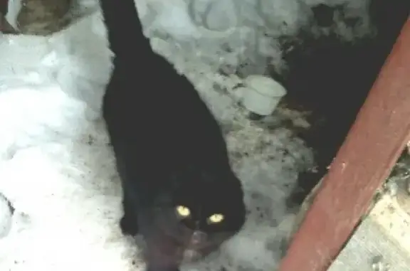 Найдена кошка на ул. Матросовой, ищут хозяев.