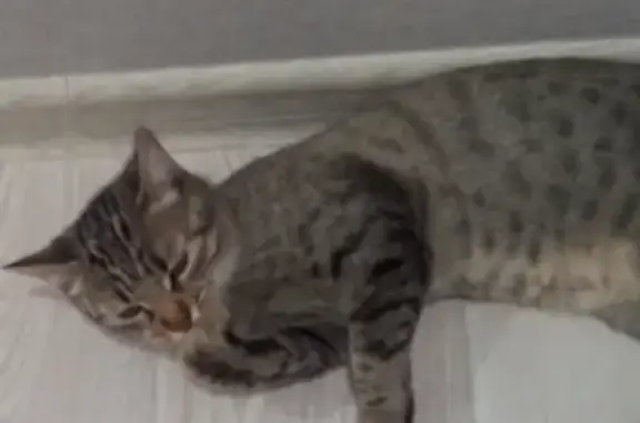 Кошки потеряшки, Набережные Челны, фото: Потеряшка кошка Ириска возле ЖК 