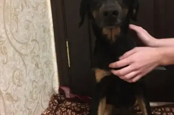 Найдена собака в Краснодаре на ул. 40 лет победы