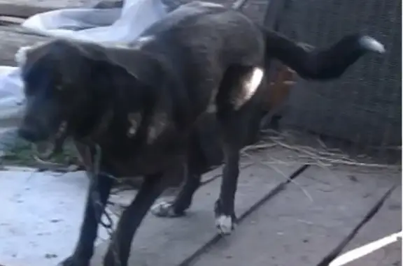 Пропала собака Рада в Тверской области