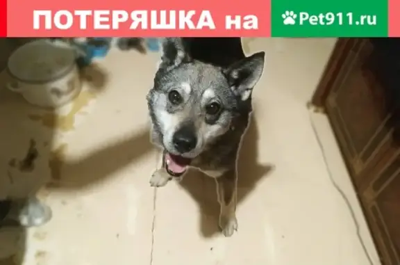 Найдена игривая собака на ул. Свердлова, 5