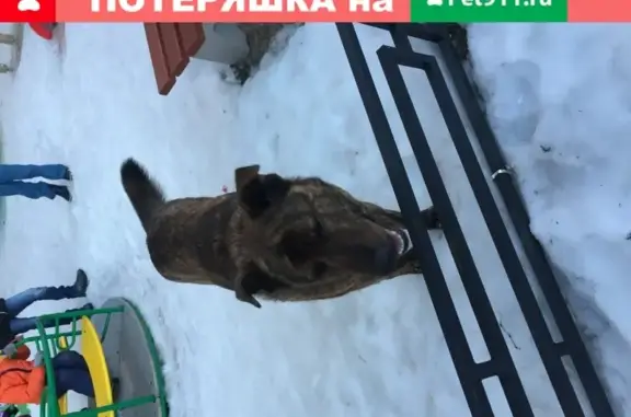 Собака-овчарка на улице Казакова, 82к1 (36 символов)