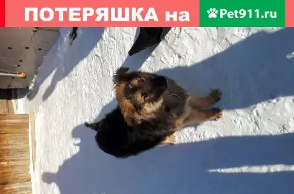 Найден щенок на ул. Кирова, дом 96