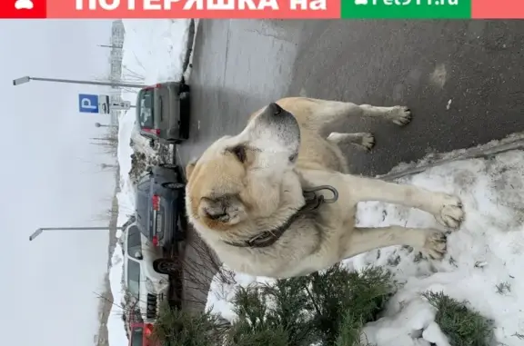 Собака найдена в Посёлке Солнечный, Саратов.