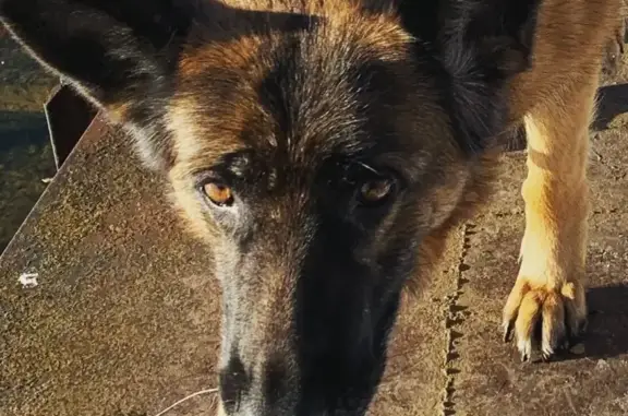 Найдена собака в Уварово, Московская область