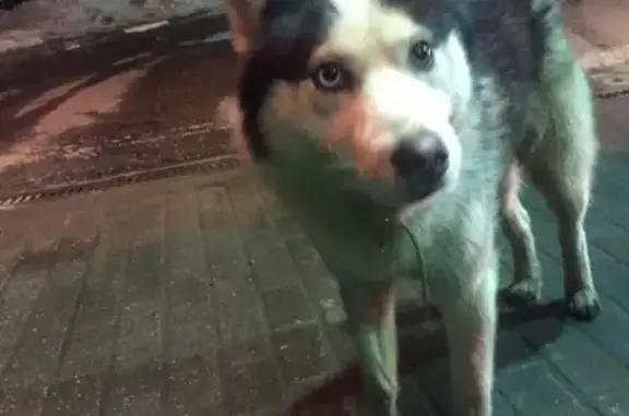 Найдена собака Лайка на бензоколонке Роснефть, г. Балабаново