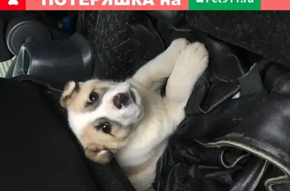 Найдена собака в Нижнем Новгороде, ищем хозяина!