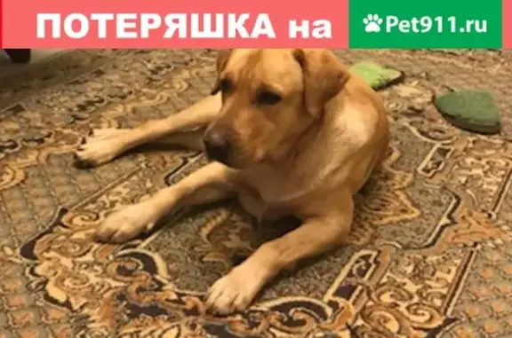 Пропала собака Лаврик в Абинске