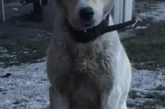 Собака найдена под косинской эстакадой на МКАД
