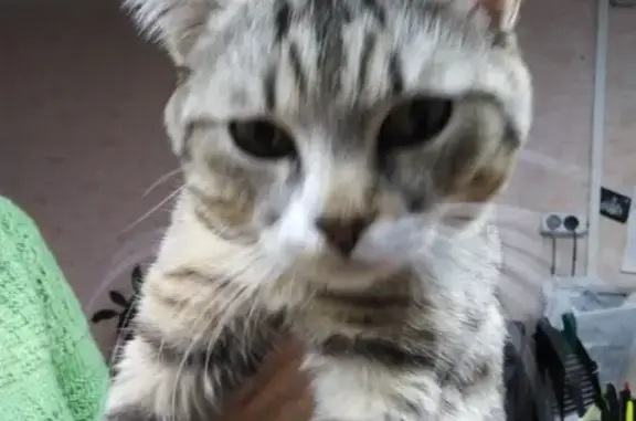 Найден домашний кот на ул. Шекснинской 28, ищет хозяев в ТСЖ Жаворонок