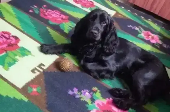 Собаки потеряшки, Седкыркещ, фото: Потеряшка собака Филя в Седкыркещ