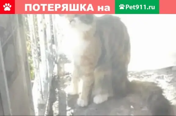 Пропала кошка Марго в Железногорске, Больничный переулок