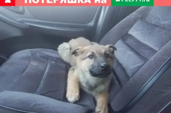Пропала собака в Сургуте: светло-коричневый щенок с чёрным хвостом.