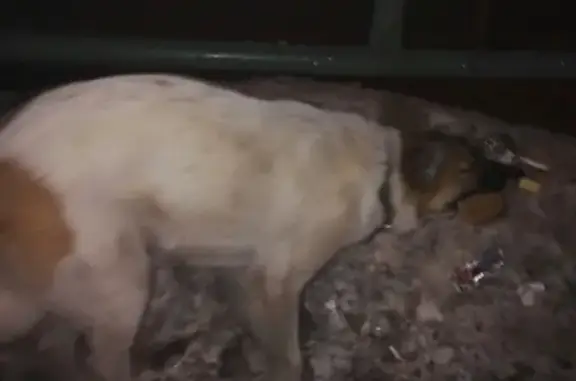Найдена собака в Заводском р-не, ищем хозяев