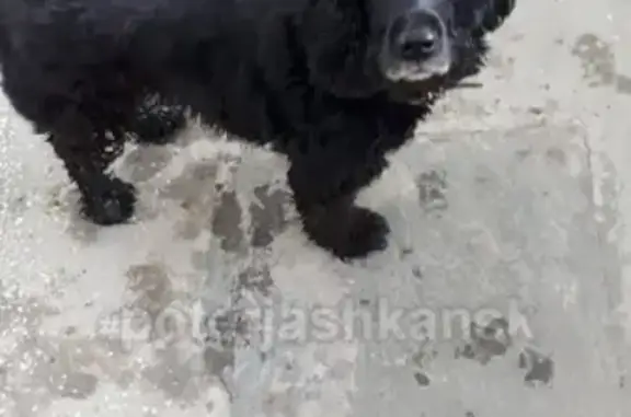 Найдена собака на химзаводской в Бердске