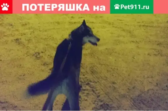 Пропала собака Агат в районе Беслана, Республика Северная Осетия-Aлания