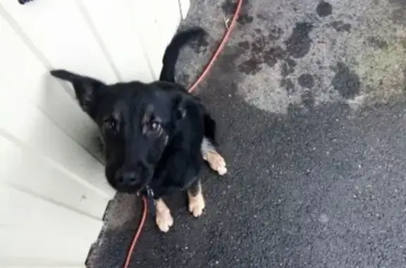 Найдена ласковая собачка на ул. Лукьяненко