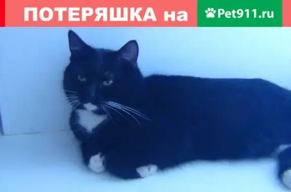 Найден кот на ул. Станко, Иваново